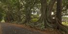 Norfolk Island Banyan - NSW T (PBH4 00 12029)